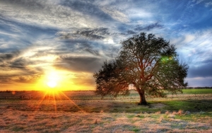 Lonely-tree-grass-sun-rays-sunset-clouds_1440x900