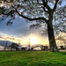 trees_landscapes_grass_city_hdr_13670