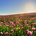 Beautiful-flowers-field-wallpaper