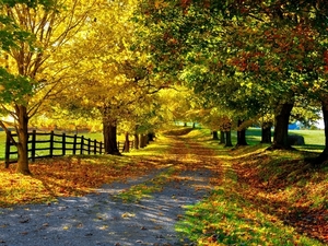 Nature-autumn-yellow-leaves-trees-road-fence_1600x1200