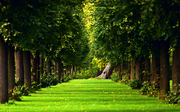 Beautiful-Green-Forest-Desktop-Nature-Wallpaper-Background
