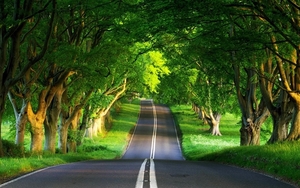 Green-Nature-Road-Wallpaper
