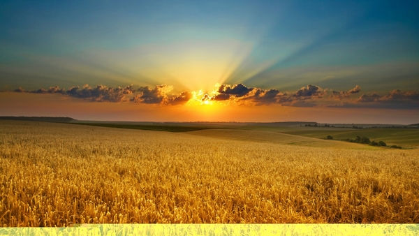 Computer-Wallpaper-Golden-Summer-Field