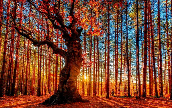 Red-trees-beautiful-forest-wallpaper