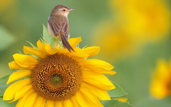 Animals___Birds_Bird_on_a_flower_sunflower_104142_
