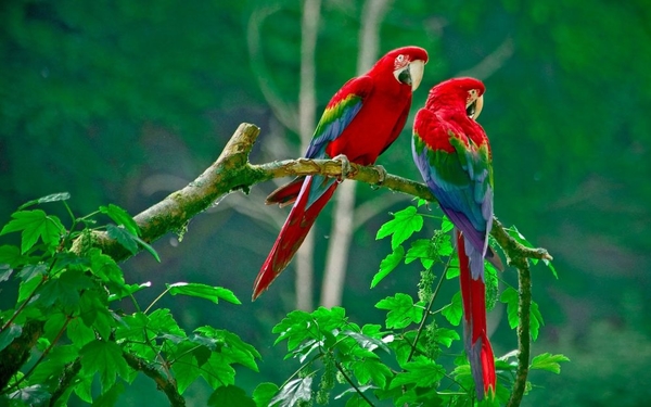 Beautiful-Parrots-Brids-images-HD-Photos-1000x625