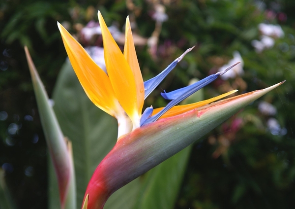 bird-of-paradise-flower-1632951