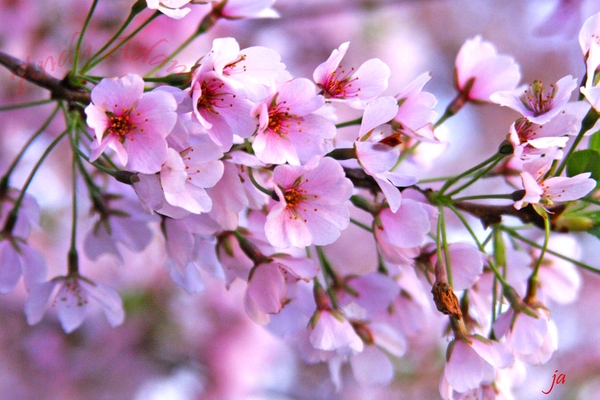 Cherry-Blossom-Images-06777