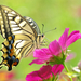butterfly-on-flower-picture-hd