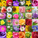 different-pictures-of-flowers-4-different-images