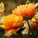 Flowers-and-Butterfly-Wallpaper