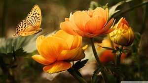 Flowers-and-Butterfly-Wallpaper