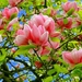 Magnolia-pink-flowers-tree-leaves_1280x800