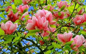Magnolia-pink-flowers-tree-leaves_1280x800