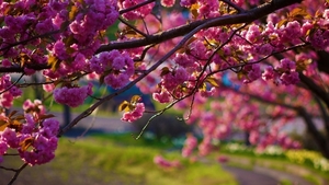 nature-flowers-trees-hd-photo-2-7-flowers-wallpaper7-1-600x338