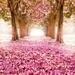Pink-indus-flowers-path-trees-beautiful-scenery_1600x1200