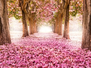 Pink-indus-flowers-path-trees-beautiful-scenery_1600x1200