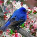 www.GetBg.net_Animals___Birds_Blue_birdon_a_branch_041415_