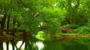 nature-river-water-forest-6056