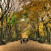 park-central-autumn-wallpapers-wallpaper-image