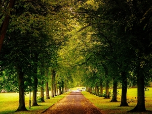 Sheffield-England-park-trees-road-autumn-yellow-leaves_1024x768