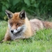 fox-1912068_960_720