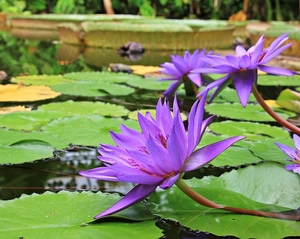 water-lilies-1585165_960_720