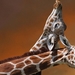 3310814-giraffes-couple-caring-spotted-head