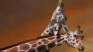 3310814-giraffes-couple-caring-spotted-head