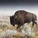bison-wallpaper-9