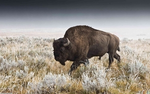 bison-wallpaper-9
