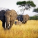 desktop-africa-pictures-of-animals
