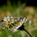 Macro-Photo-Butterfly-1600x1200
