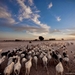 National Geographic Wallpapers Pack-1 (54)