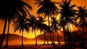 60_Orange_Palm_Sunset