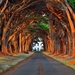 Road-Among-Trees-HD-Wallpapers