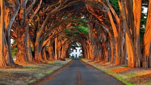 Road-Among-Trees-HD-Wallpapers