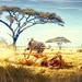 Zebra-and-lion-fight-funny-wallpaper