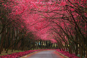 beautiful-Pink-cherry-blossoms-HD-Wallpaper-Images