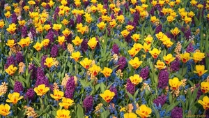 cvety-raznye-vmeste-yarkie-giacinty-tyul-964500