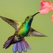 kolibri-mango-ptitsa-kliuv-krylia-tsvetok