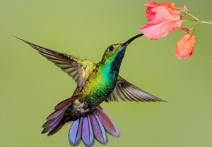 kolibri-mango-ptitsa-kliuv-krylia-tsvetok