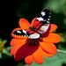 Red-Butterfly-Wallpaper-Designs