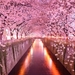 spring-cherry-blossoms-sakura-tunnel-japan-tree-tunnels1