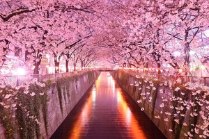 spring-cherry-blossoms-sakura-tunnel-japan-tree-tunnels1