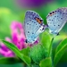 Spring-nature-butterfly-green-leaves-flower_1920x1440