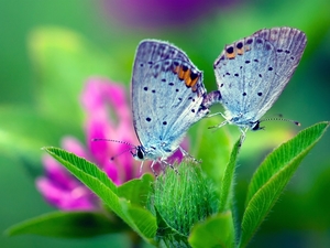 Spring-nature-butterfly-green-leaves-flower_1920x1440