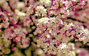 spring-flowers-background-wallpaper-spring-tree-flowers-categorie