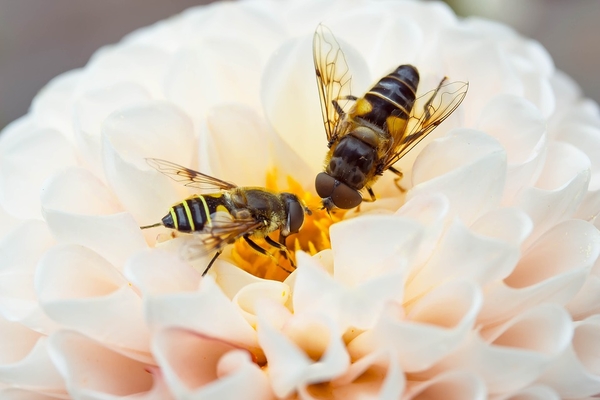 hover-fly-1628178_960_720