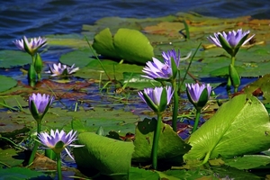 water-lily-1628983_960_720